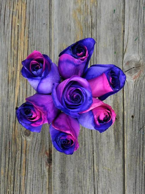 PINK, PURPLE  & WHITE   TINTED ROSES